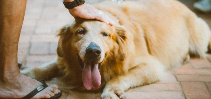 Allunghiamo la vita al nostro cane